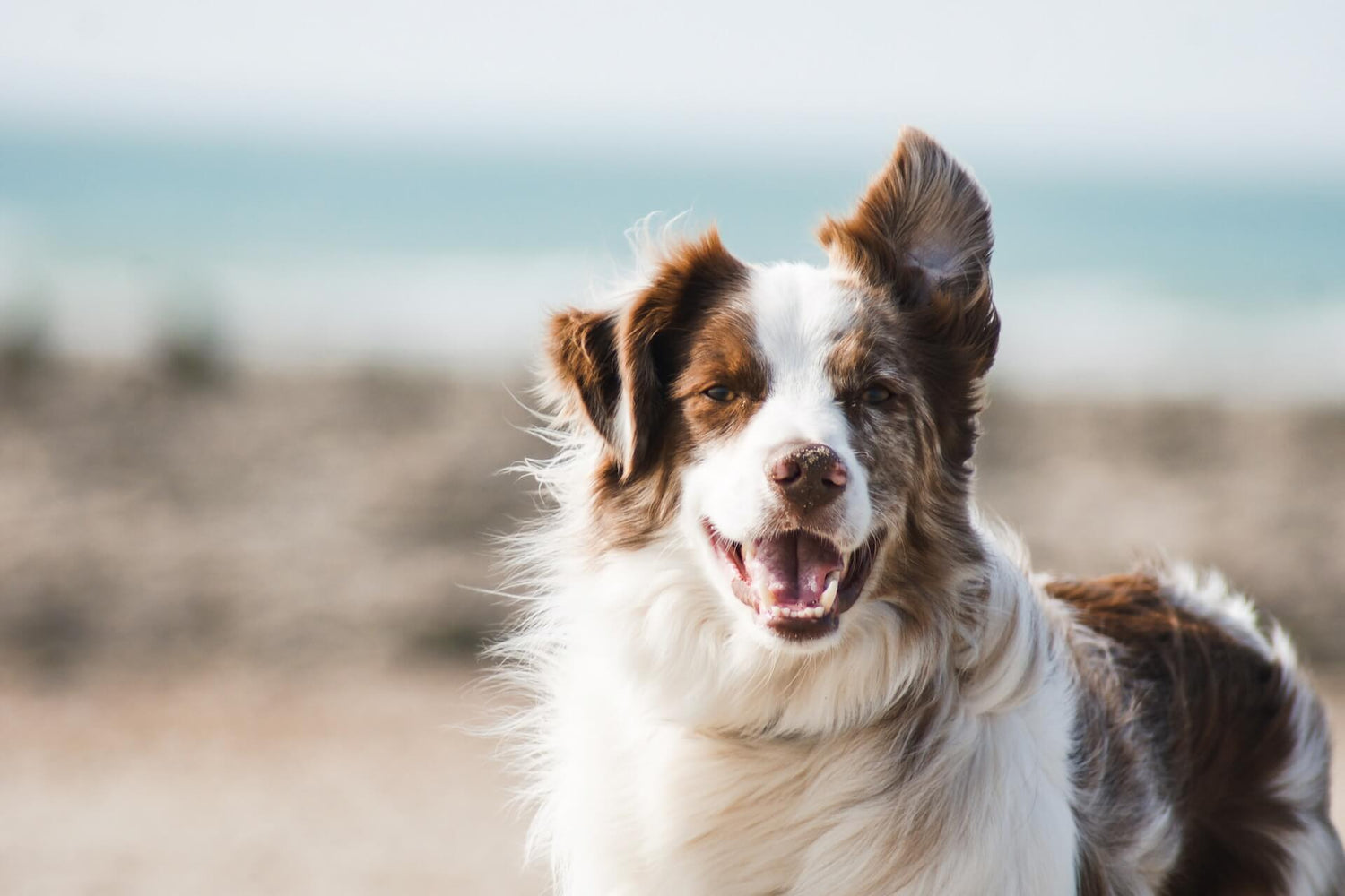 The Basics of the Ancestral Diet for Dogs: Unlocking Nature's Best for Your Furry Friend